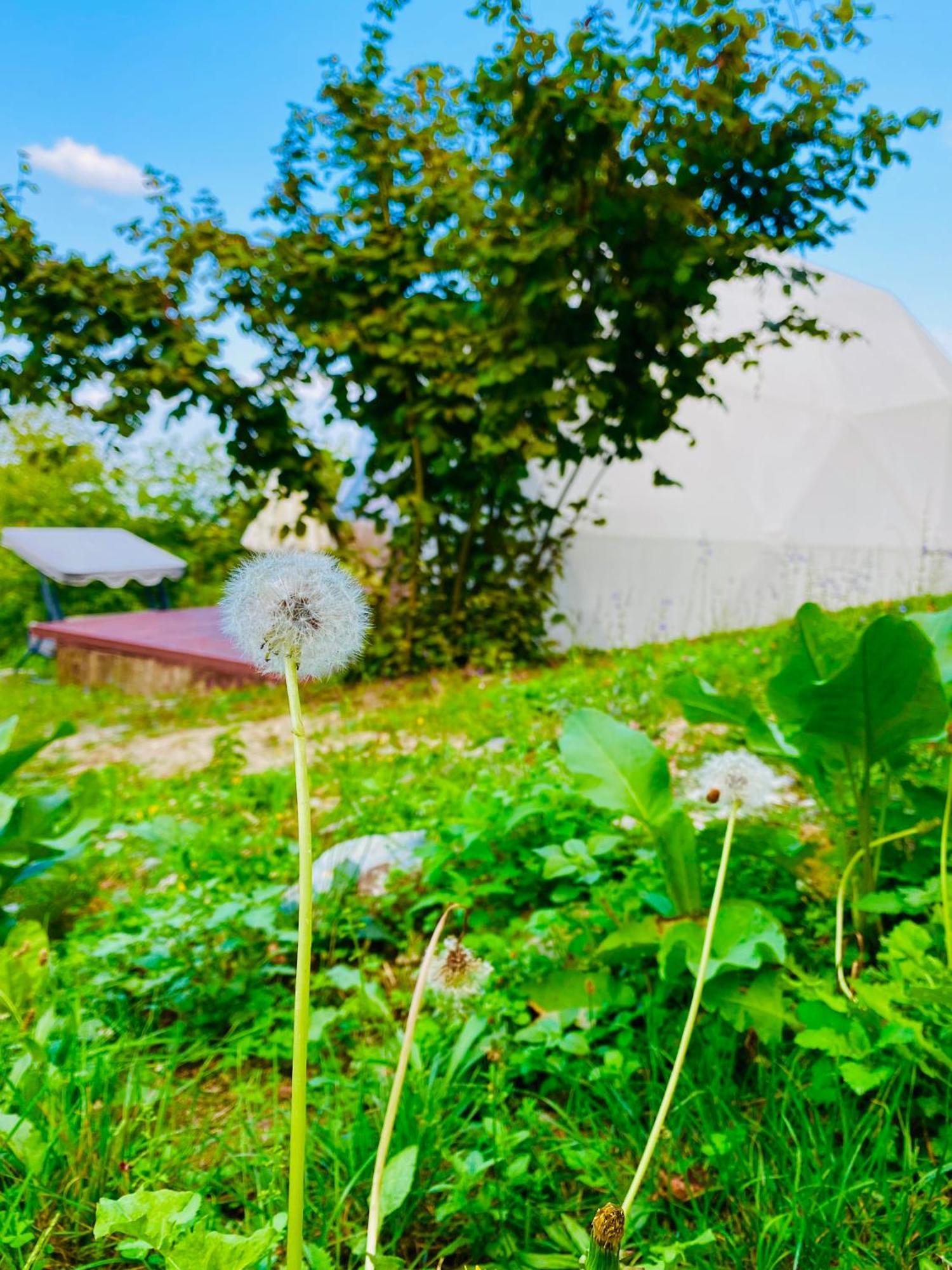 Phalesia Glamping Otel Sapanca Εξωτερικό φωτογραφία